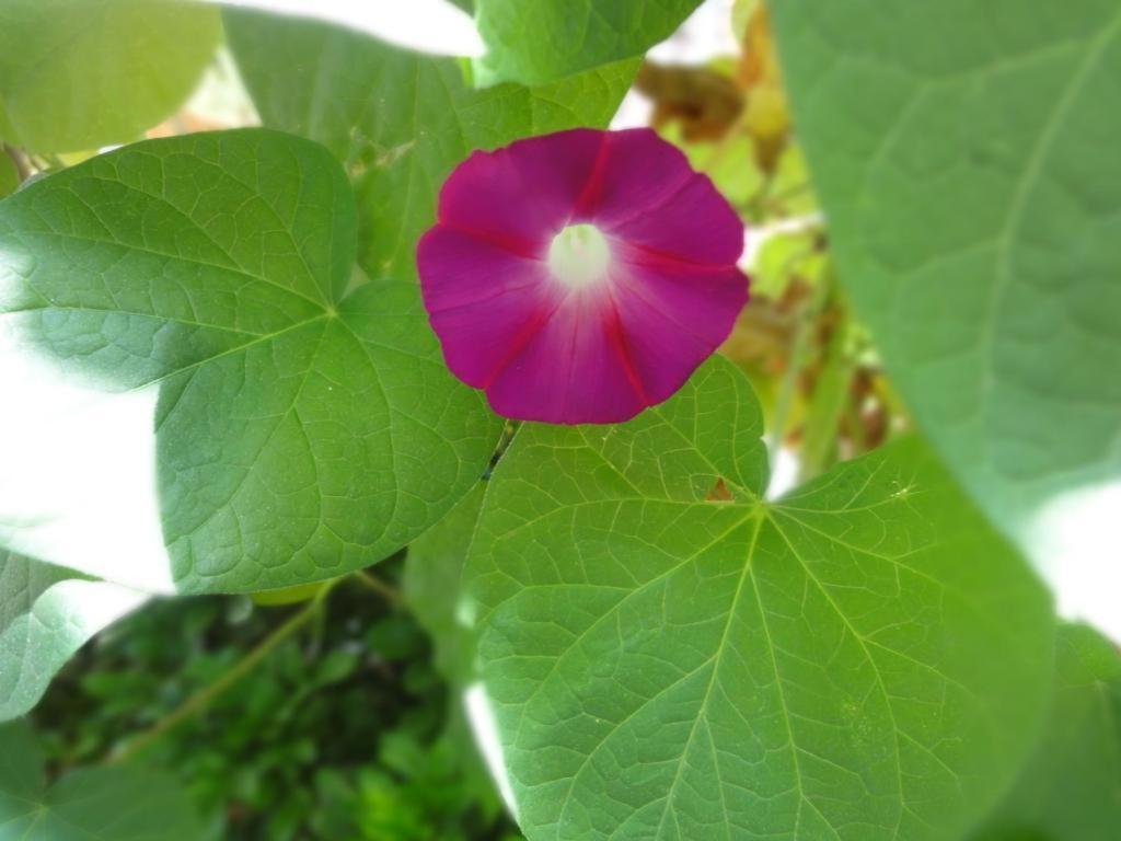 Dali Four Season Flower Inn Дали Экстерьер фото